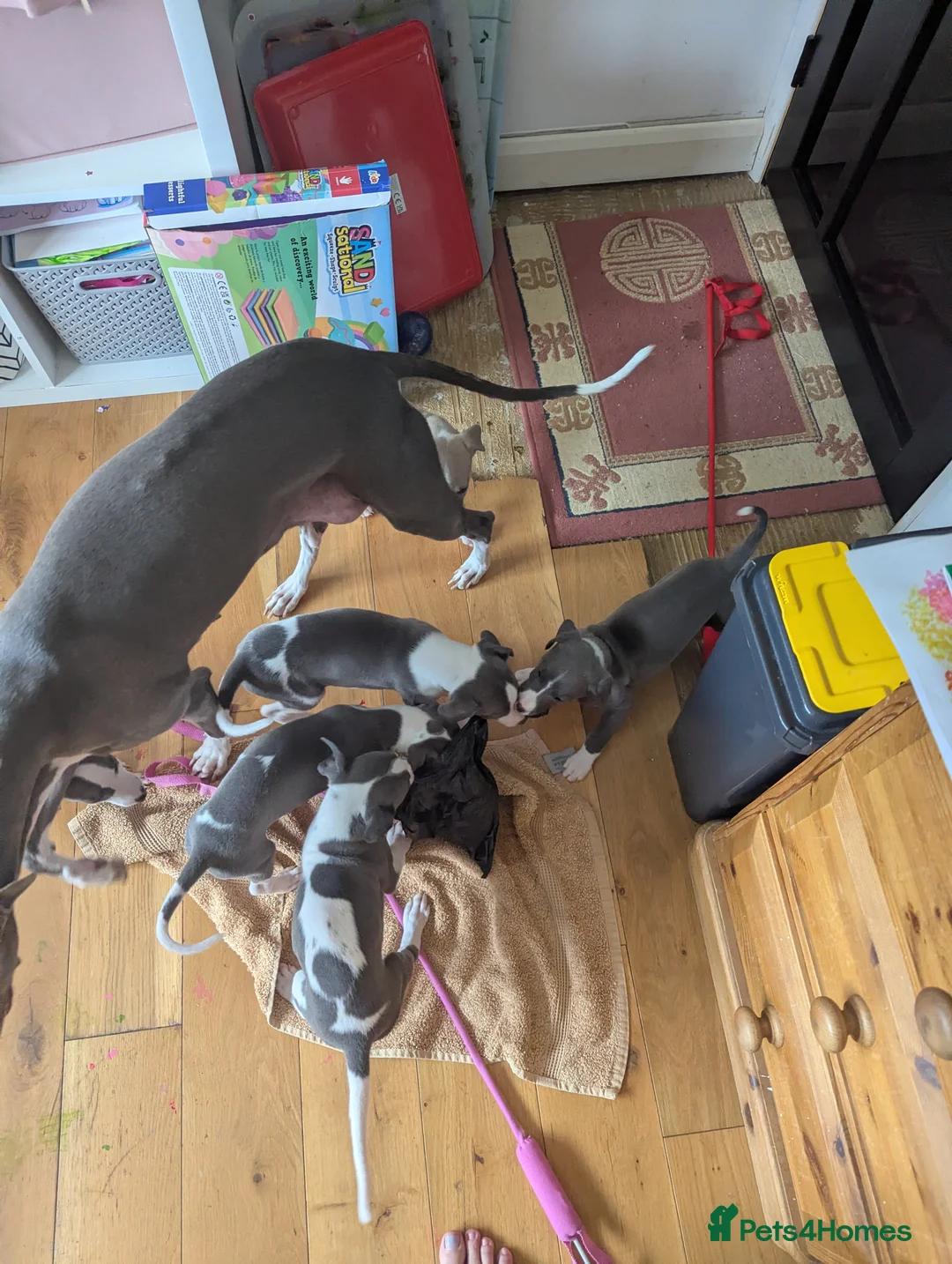 Whippet dogs for sale: Gorgeous KC registered whippet pups in Port Talbot - Advert 2