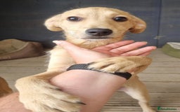 Mixed Breed dogs for adoption: Daisy - In Ayr looking for a home - Image 2