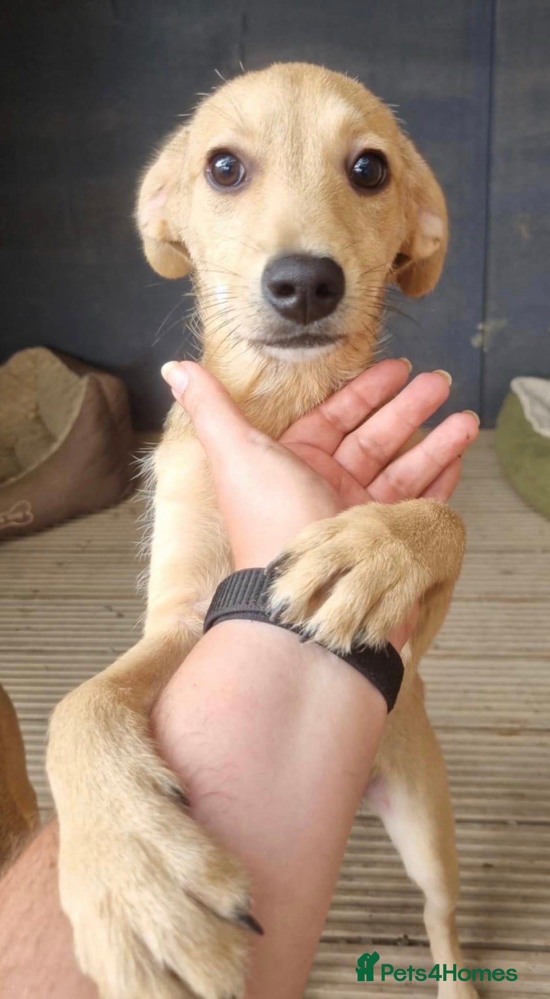 Mixed Breed dogs for adoption: Daisy - In Ayr looking for a home - Image 2