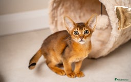 Abyssinian cats for sale: Premium Abyssinian kittens-TICA- Champion Pedigree - Image 31