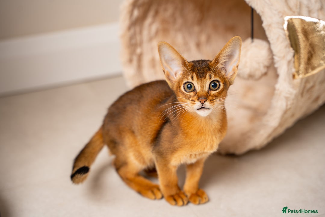 Abyssinian cats for sale: Premium Abyssinian kittens-TICA- Champion Pedigree - Image 31
