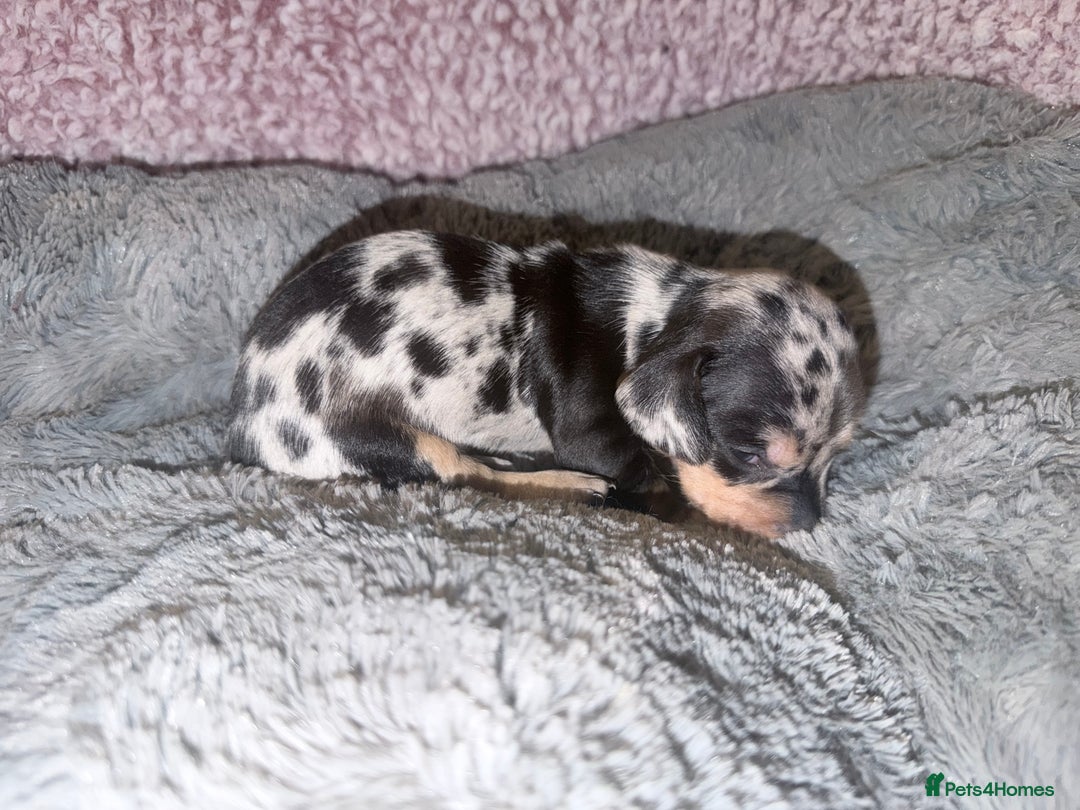Miniature Dachshund dogs for sale: Stunning kc reg miniature dachshund puppies - Advert 21