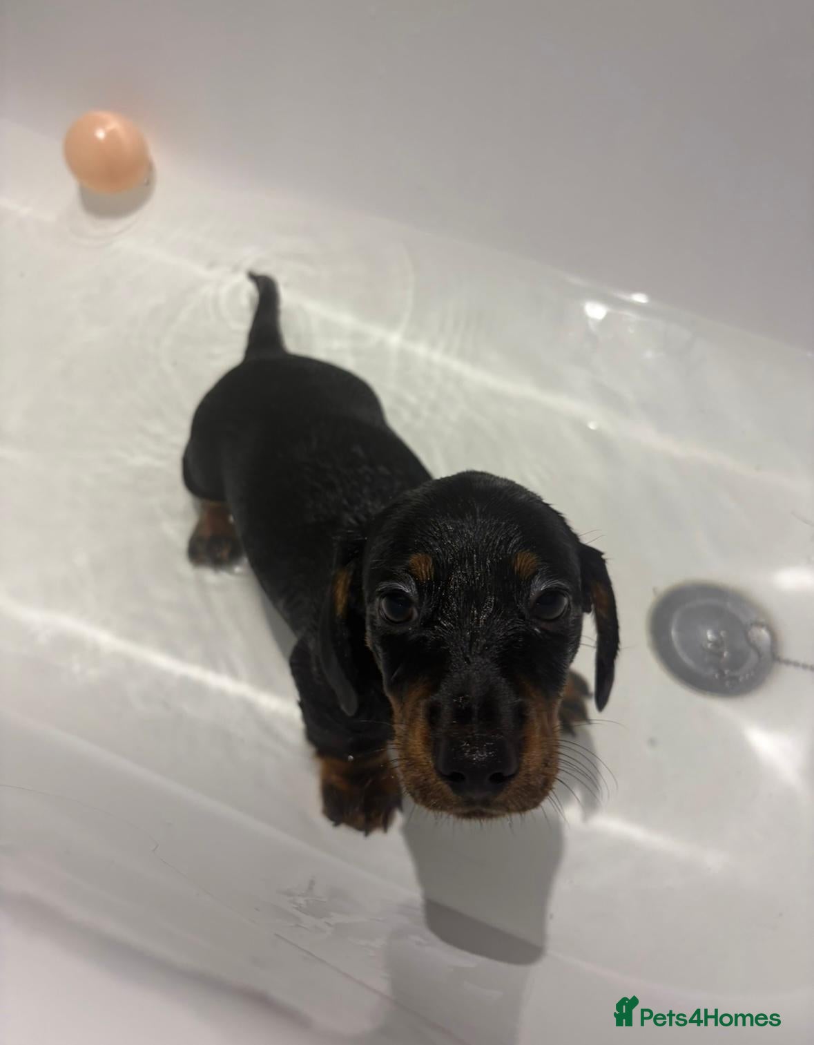 Miniature Dachshund dogs Beautiful miniature dachshund puppies✨ - Advert 6