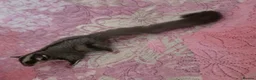 Sugar Glider rodents for sale: Sugar glider - Advert 3
