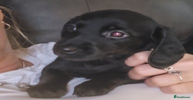 Mixed Breed dogs - Advert 6