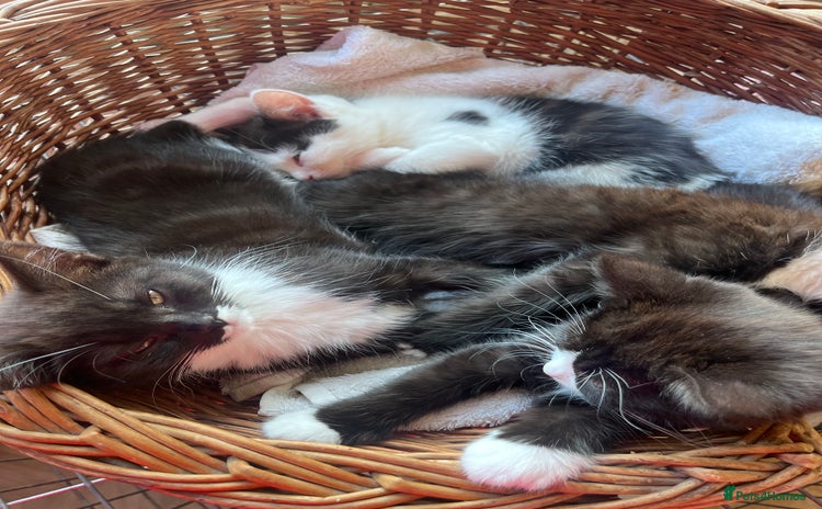 Mixed Breed cats - Advert 6