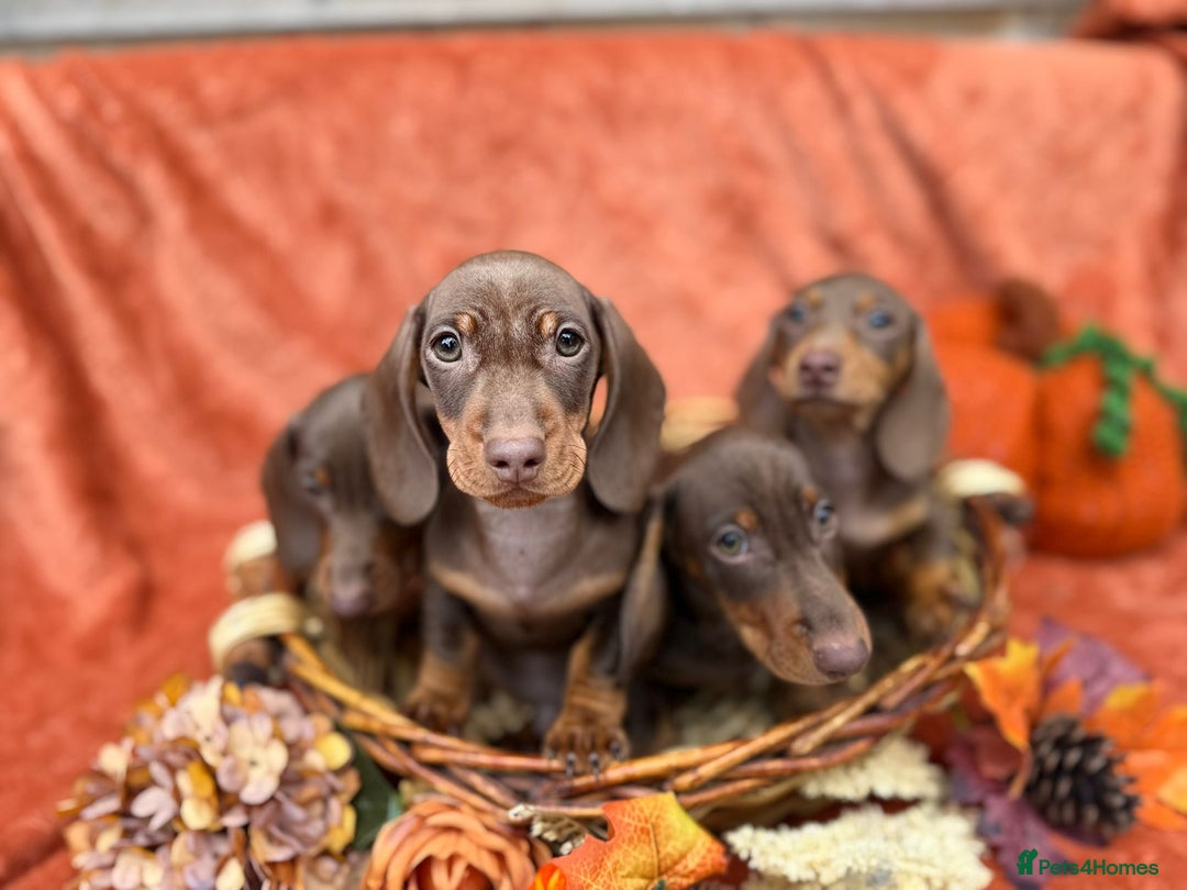 Miniature Dachshund dogs for sale: Miniature dachshund puppies  - Image 6