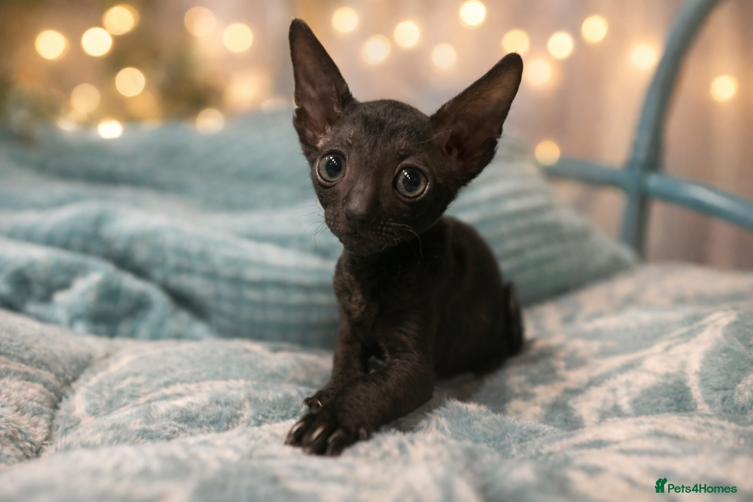 Cornish Rex cats Black Cornish Rex boy available for reservation - Advert 3
