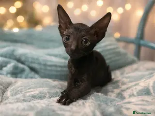 Cornish Rex cats Black Cornish Rex boy available for reservation - Advert 10