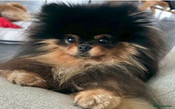 Pomeranian dogs for sale: 🏆The best you can get Russian Taiwan bloodlines - Image 14