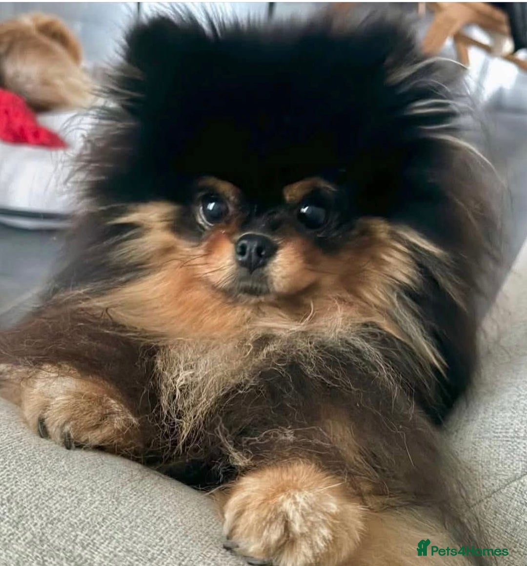 Pomeranian dogs for sale: 🏆The best you can get Russian Taiwan bloodlines - Image 14