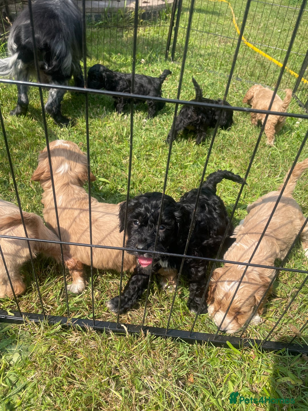 Cockapoo dogs for sale: Beautiful show cockapoo puppies - Image 1
