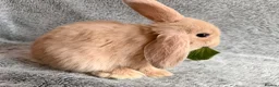 Mini Lop rabbits for sale: Adorable 8-Week-Old Baby Rabbits for Sale 🐰 - Advert 23