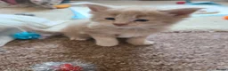 Maine Coon cats for sale: Maine coon kittens - Advert 10