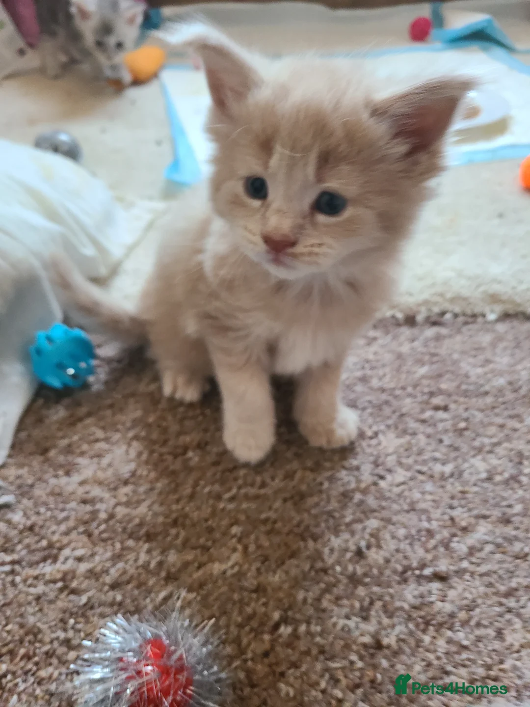Maine Coon cats for sale: Maine coon kittens - Advert 10