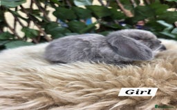 Mini Lop rabbits for sale: Pure bred Mini Lop Bunnies - Image 16