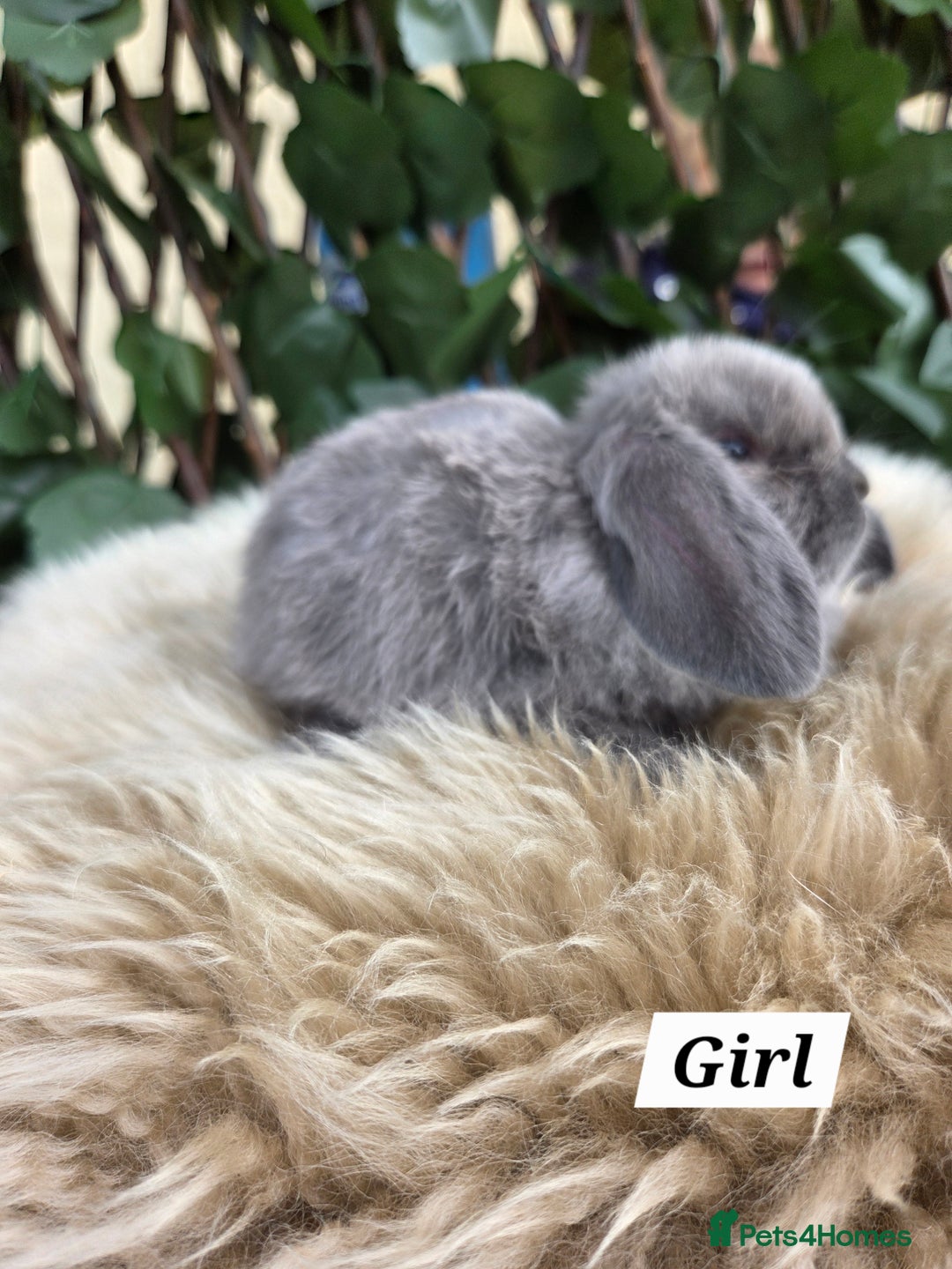 Mini Lop rabbits for sale: Pure bred Mini Lop Bunnies - Image 16