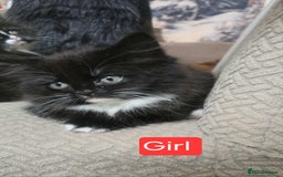 Mixed Breed cats for sale: Lovely Persian mix kittens - Image 19
