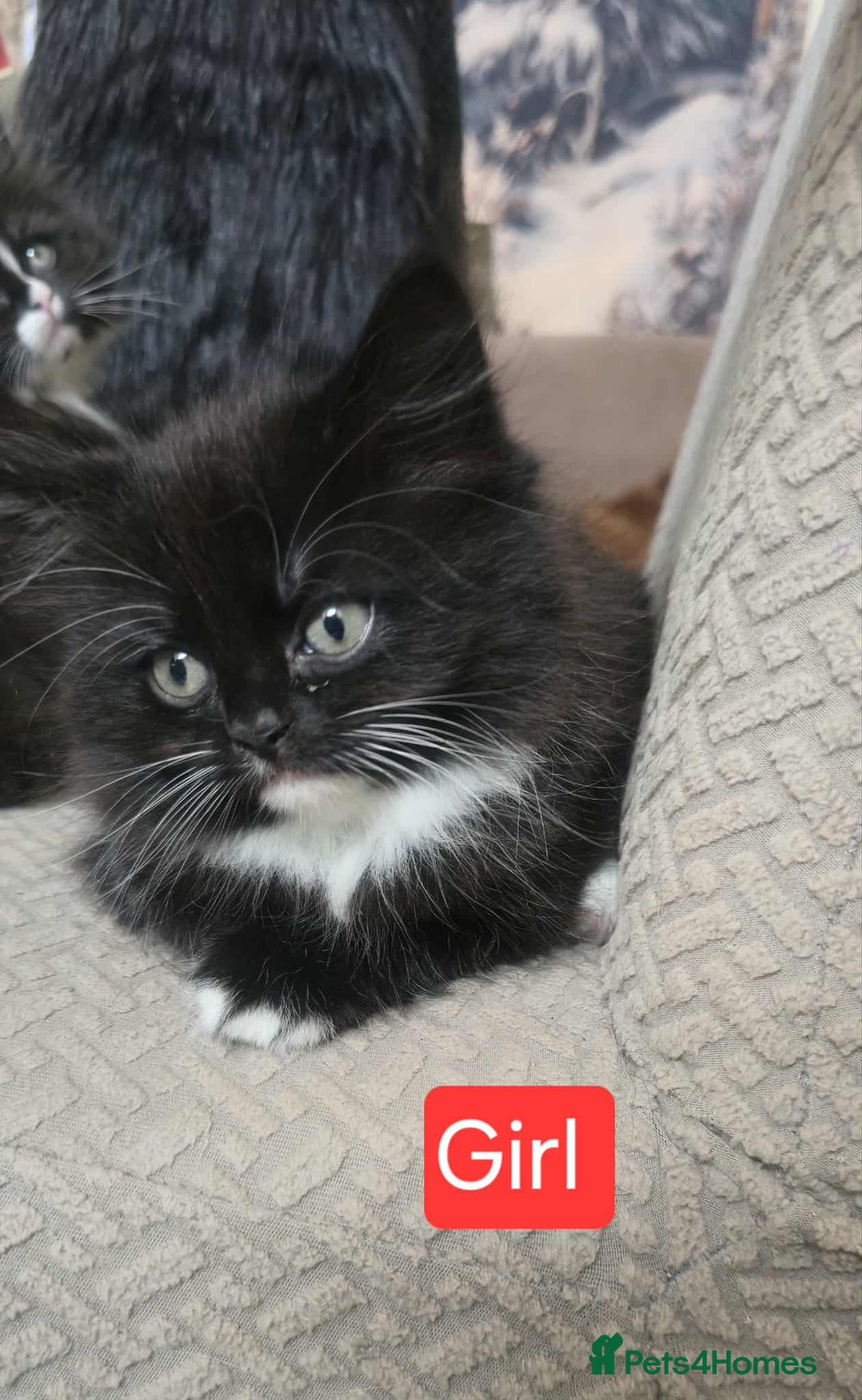 Mixed Breed cats for sale: Lovely Persian mix kittens - Image 19