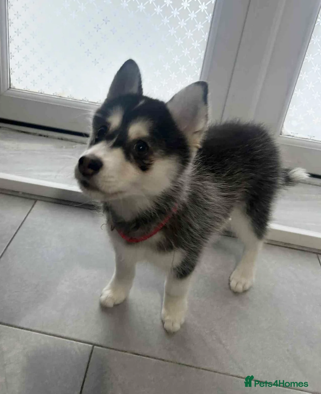 Pomsky dogs for sale: Just 2 left girls f4 pomsky  - Advert 4