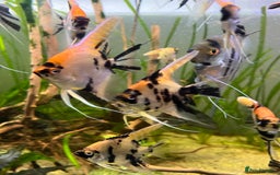 Angelfish fish for sale: Angelfish koi - Image 3