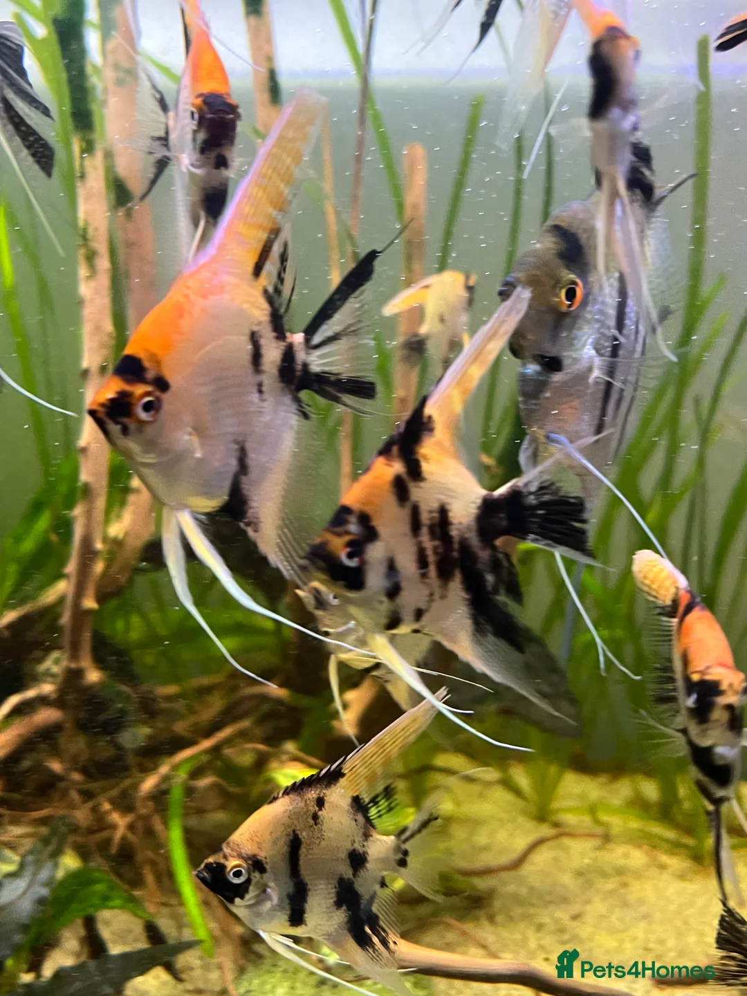 Angelfish fish for sale: Angelfish koi - Advert 3