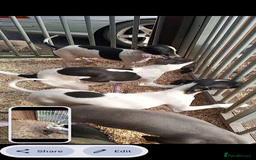 Italian Greyhound dogs for sale: Italian greyhound puppies  - Image 3