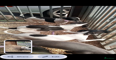 Italian Greyhound dogs - Advert 6