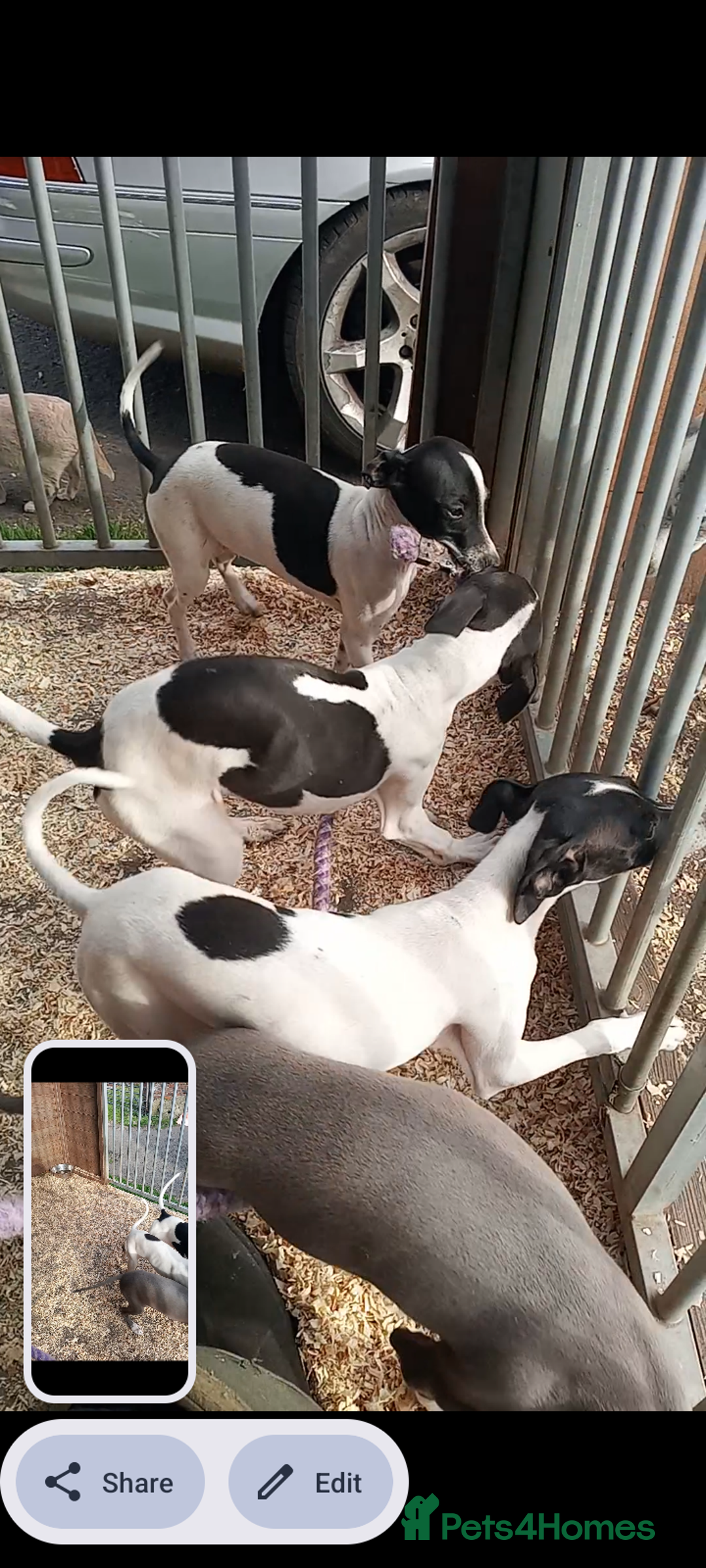 Italian Greyhound dogs for sale: Italian greyhound puppies  - Image 3