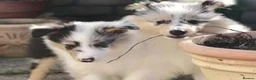 Rough Collie dogs for sale: Rough Collie Puppies-Health Tested Blue Merle Tri - Advert 3