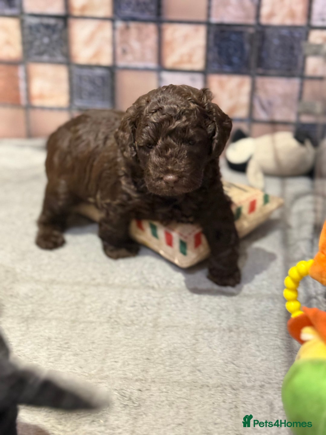 Cockapoo dogs for sale: Cockapoo puppies - Advert 3