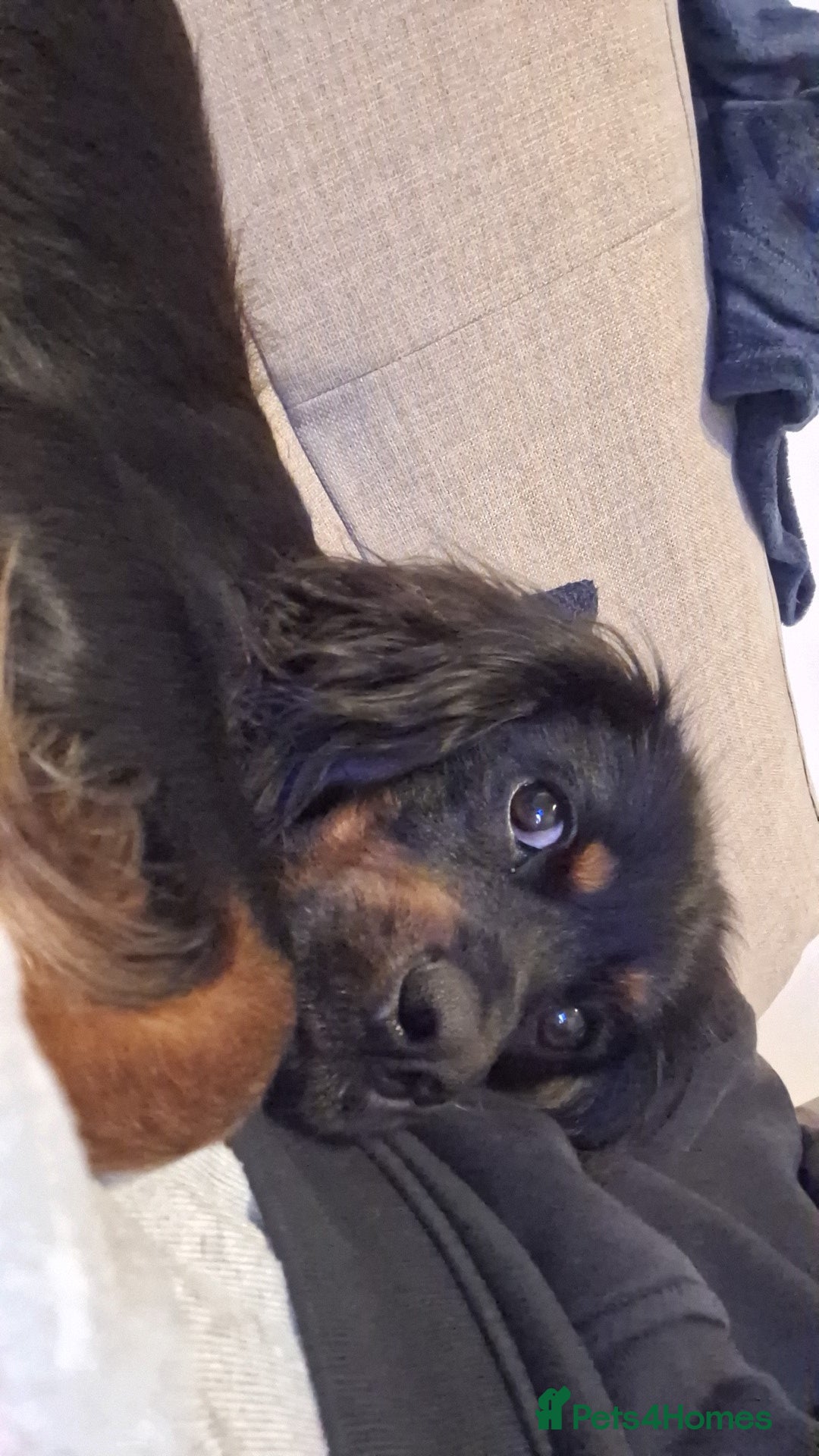 Mixed Breed dogs for sale: Cockerspaniel for sale - Advert 2