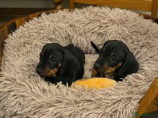 Miniature Dachshund dogs Miniature Smooth Haired Dachshund Puppies - Advert 2