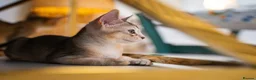 Abyssinian cats for sale: Buddy-Silver Abyssinian boy-Available-TOP quality - Advert 25
