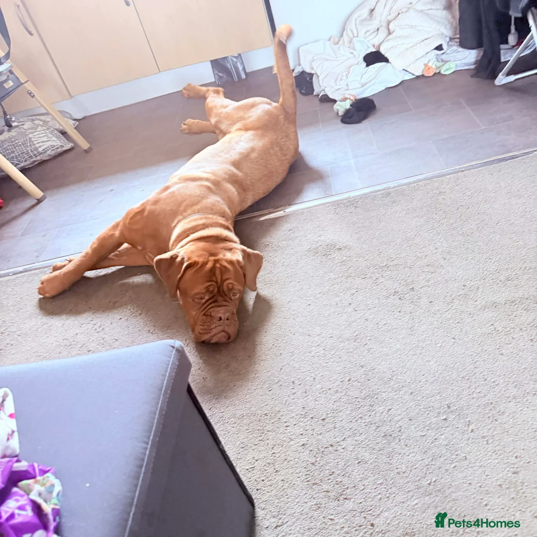 Dogue De Bordeaux dogs for sale: Dogue de Bordeaux - Advert 3