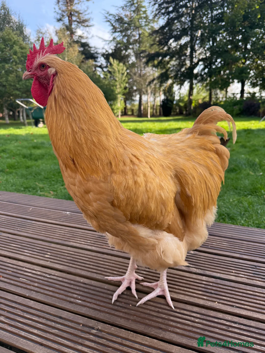 Mixed Breed birds for sale: Purebred Buff Orpington Cockerel - Advert 3