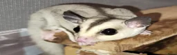 Sugar Glider rodents for sale: Lonely male sugar glider joey looking for a friend - Advert 8
