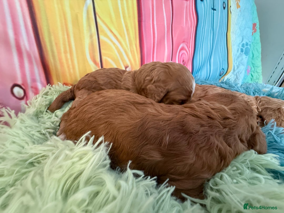 Cockapoo dogs for sale: F1 Cockapoo’s **fully health tested parents** - Image 15