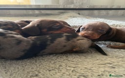 Miniature Dachshund dogs for sale: Champion line miniature Dachshunds KCREG PRACLEAR  - Image 4