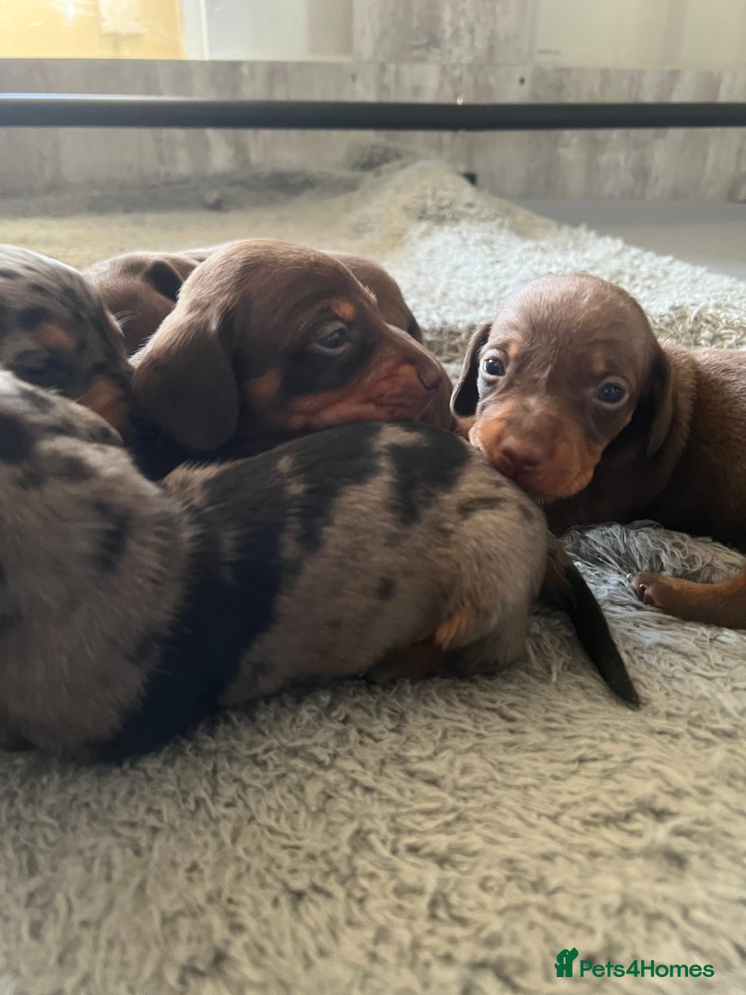 Miniature Dachshund dogs for sale: Champion line miniature Dachshunds KCREG PRACLEAR  - Image 4
