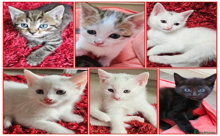Mixed Breed cats - Advert 10