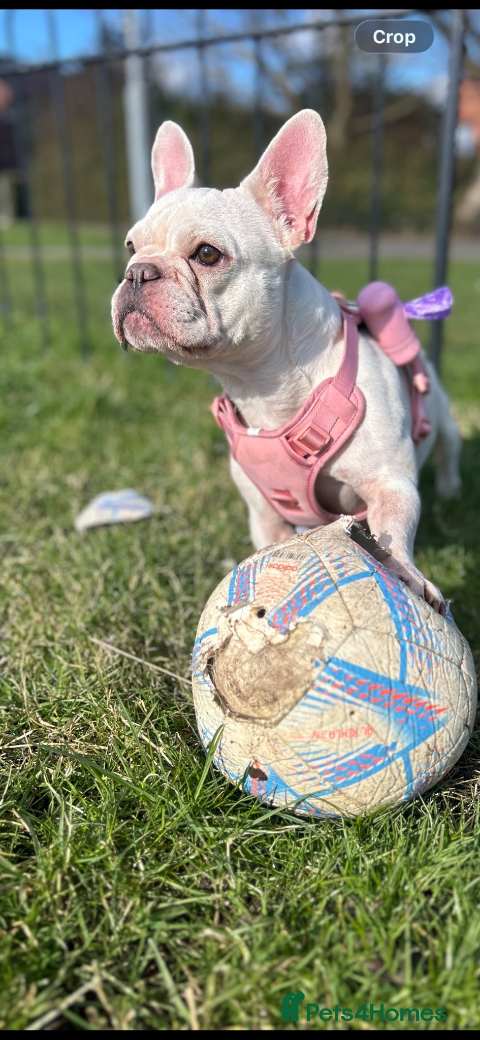 Mixed Breed dogs French bulldog x Shih Tzu puppies  - Advert 11