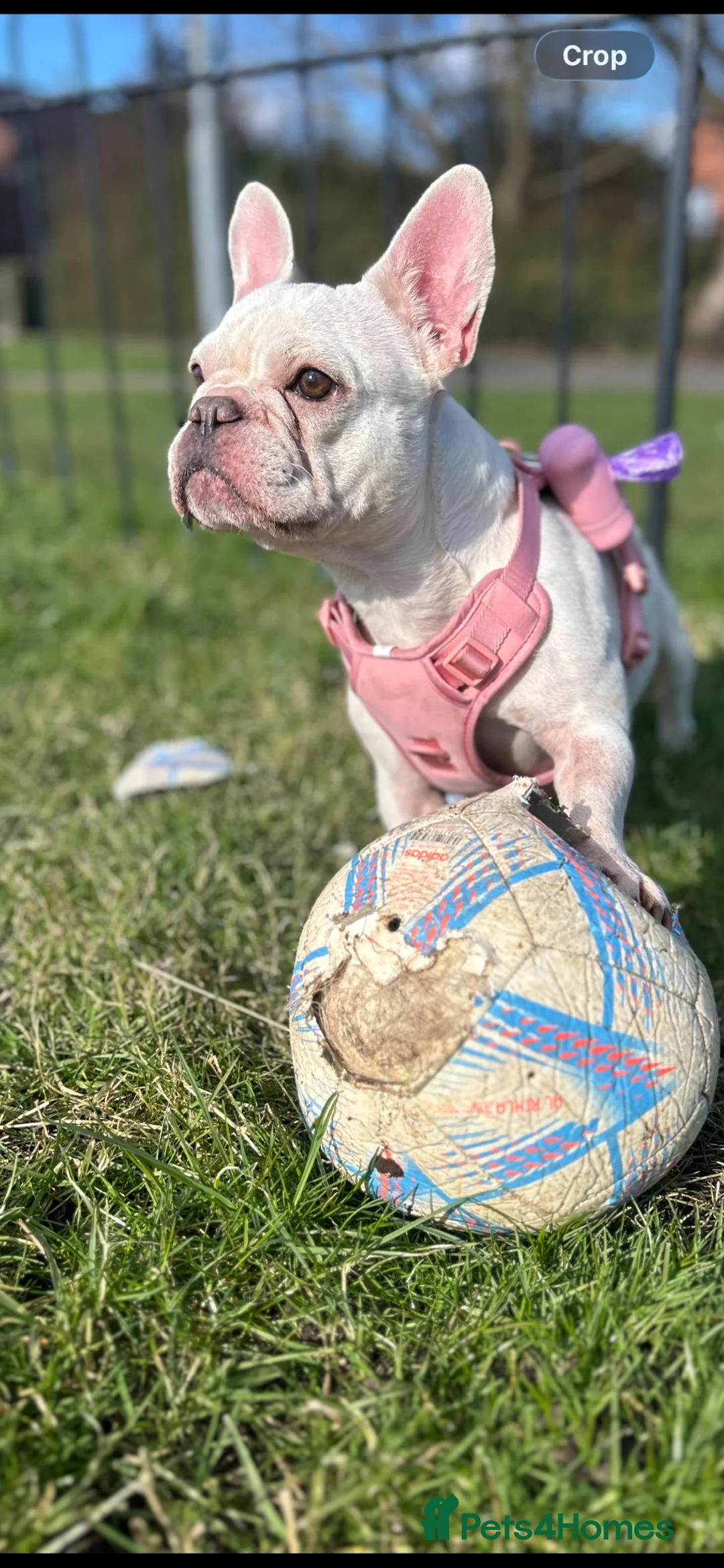 Mixed Breed dogs for sale: French bulldog x Shih Tzu puppies  in Nottingham - Advert 1