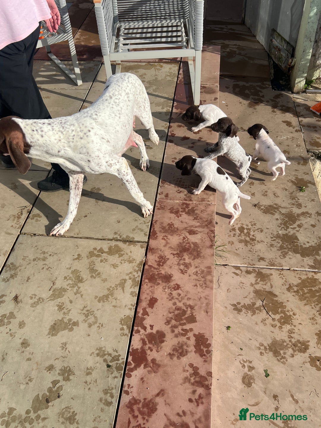 German Shorthaired Pointer dogs for sale: Working GSP puppy’s  - Image 13