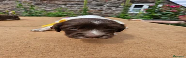 English Springer Spaniel 5