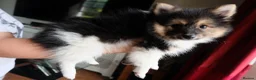 Mixed Breed dogs for sale: Gorgeous Pomeranian × Japanese Spitz Puppies in Falkirk - Advert 26