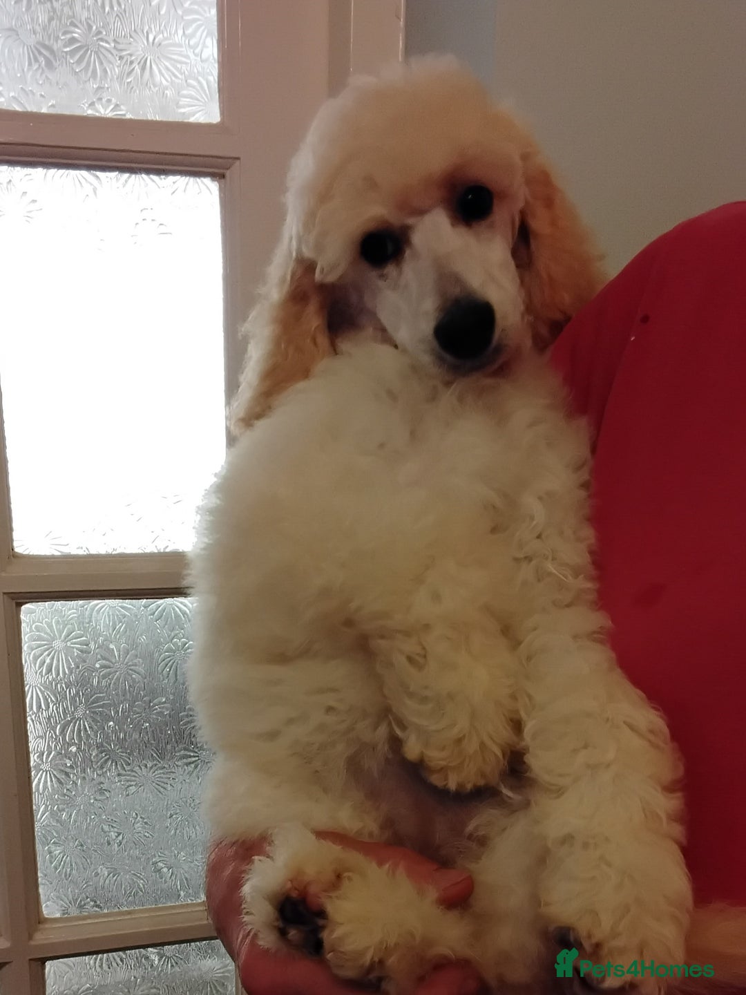 Standard Poodle dogs for sale: Stunning KC reg female standard poodle puppies - Image 6