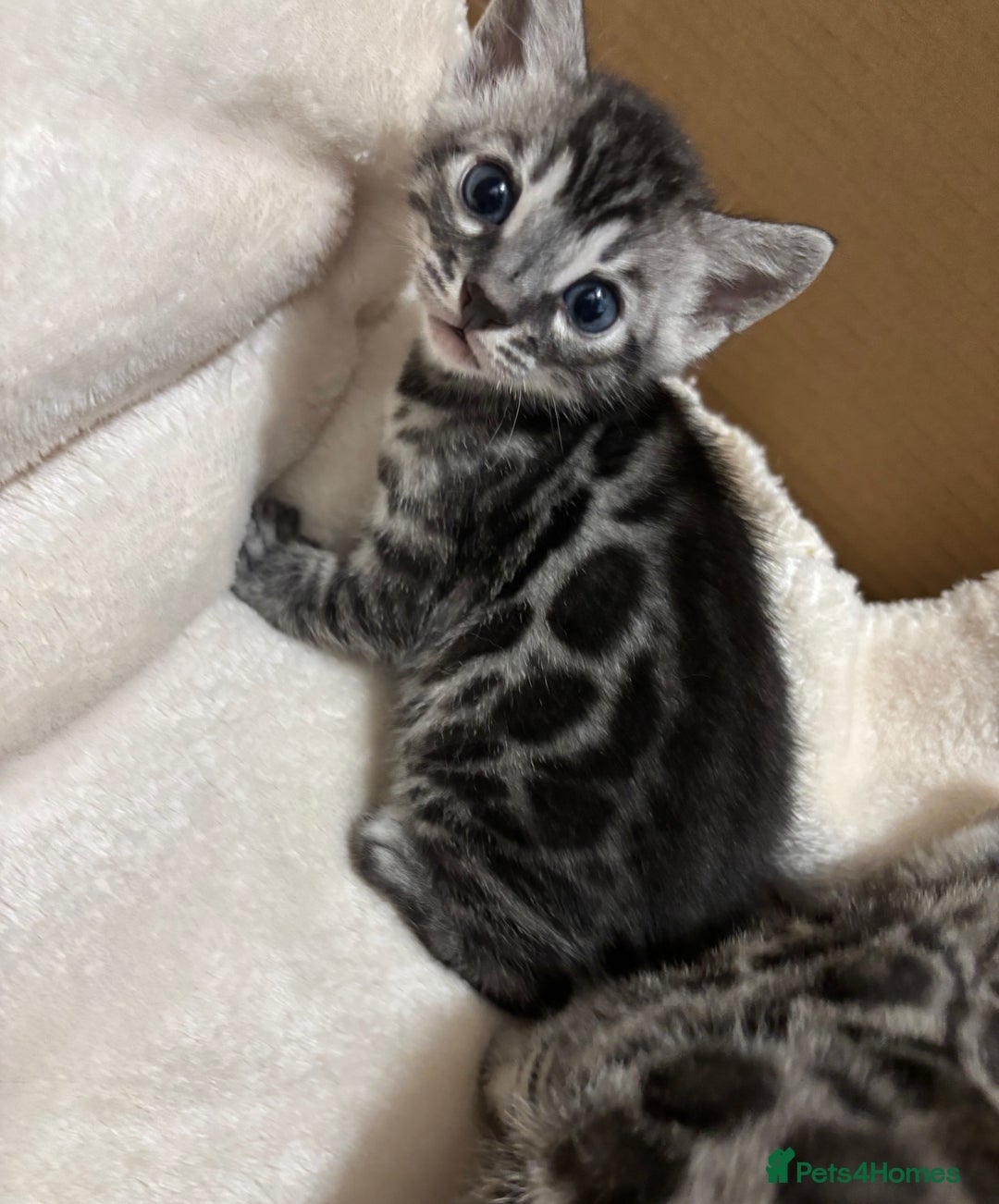 Bengal cats for sale: 🌟Pedigree bengal kittens🌟 - Advert 4