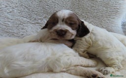 Cocker Spaniel dogs for sale: ❤️‍🔥❤️‍🔥💥Show Type Cocker Spaniel Puppies - Advert 22