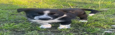 Border Collie 2